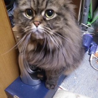 【急募】猫の里親探してます