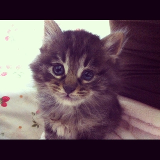 生後1か月の子猫の里親募集！（オス2匹、メス3匹）