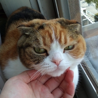 ｽｺﾃｨｯｼｭ里親募集