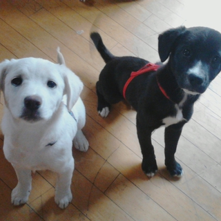 雑種の子犬です(^ ^)黒い子！