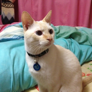 生涯大切に愛してくださる家族を探しています。