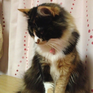 生涯大切に愛してくださる家族を探しています。