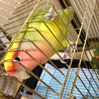 コザクラインコ