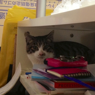 生後4ヶ月＊♂ 子猫