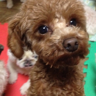 甘えん坊です♪　～ブリーダーの放棄犬～