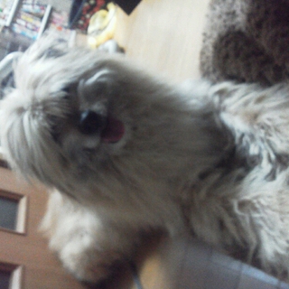 迷い犬　ゴールデンx？？？　里親募集です。