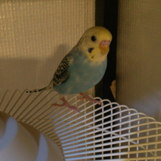 セキセイインコ羽