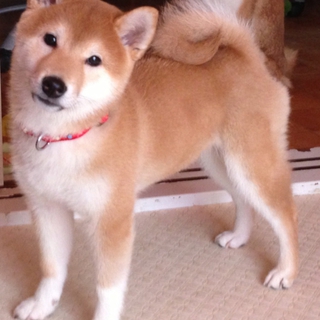 柴犬の女の子