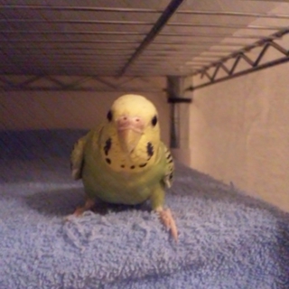 いい里親さまが見つかりました。