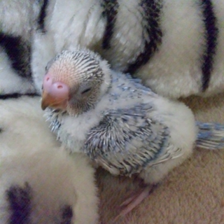 セキセイインコのひなの里親を募集します