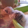 セキセイインコのひなの里親を募集します サムネイル3
