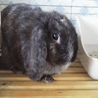 終生飼育をお願いします！ サムネイル2