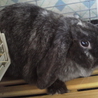 終生飼育をお願いします！ サムネイル3