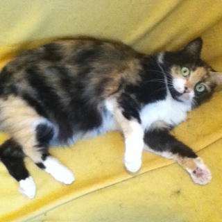 猫(メス)・5才の里親募集