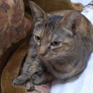 目が真ん丸　みこ