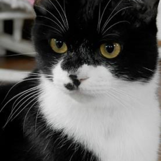性格ハナ丸の猫さんで～す！！