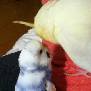 【一旦募集を停止します】セキセインコ＆オカメインコ