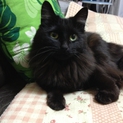 人間が大好きな黒猫ちゃん