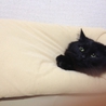 人間が大好きな黒猫ちゃん サムネイル2