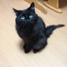 人間が大好きな黒猫ちゃん サムネイル3