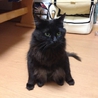 人間が大好きな黒猫ちゃん サムネイル4