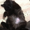 人間が大好きな黒猫ちゃん サムネイル5