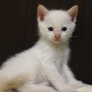 真っ白な子猫の里親さんを募集しています