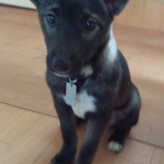 小柄な中型仔犬のミロちゃん。