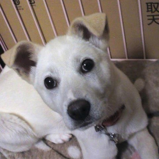 小柄な中型仔犬のエヴァルちゃん。