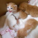 子猫