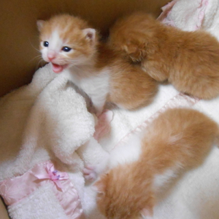 子猫