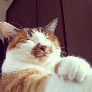 里親募集しています。