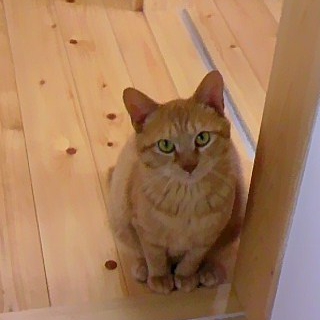 多頭飼育崩壊からのレスキューです