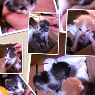 キジシロ、茶白、三毛猫います！3匹とも男の子！