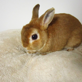 ネザーランドドワーフ【2歳】里親募集致します。