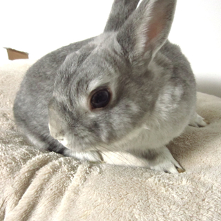 ミニウサギ【2歳】里親募集致します。