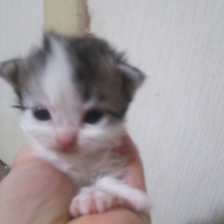 仔猫9匹の里親さん募集しています。
