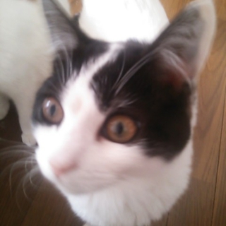 生後半年位の猫の里親さん募集