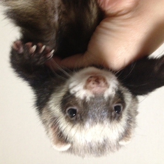 ２匹の里親になってくださる方を募集しています。