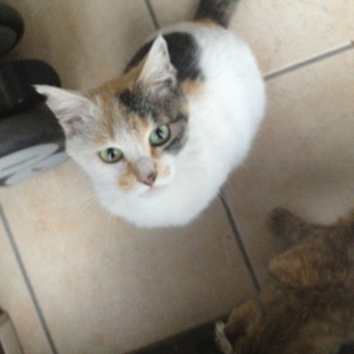 三毛猫ちゃんを救ってください