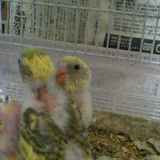 我が家で生まれたセキセイインコ