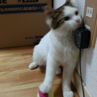 里親募集