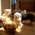 最後まで大切に飼ってくださる里親さんを募集します！