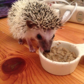 ハリネズミの里親募集してます。