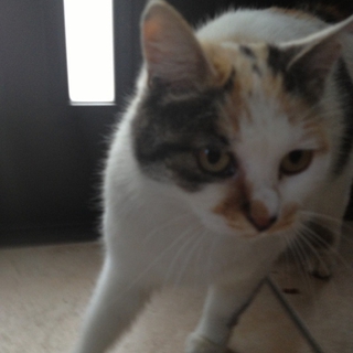 三毛猫ちゃんを救ってください
