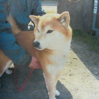 棄てられたの