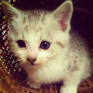 生後1か月半の子猫の里親募集