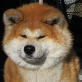 秋田犬オス　赤