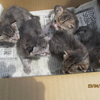 子猫の里親になってください。とってもかわいいです。