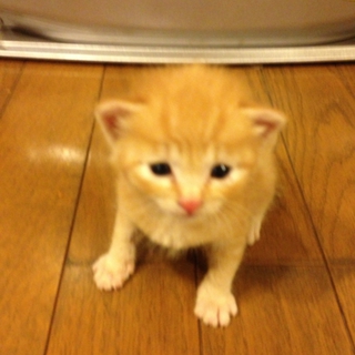 子猫の里親募集